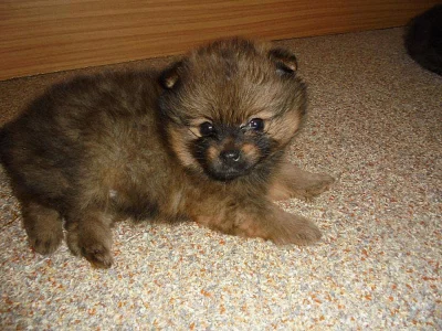 Německý špic malý