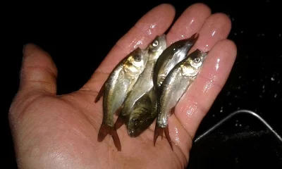 Plůdek kapra, amura a tolstolobika