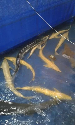 Jeseter malý albín a jeseter hvězdnatý