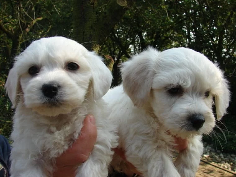 Maltézský psík na prodej s PP