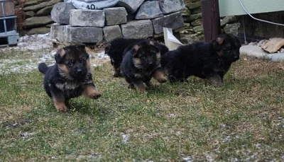 Německý ovčák na prodej s PP
