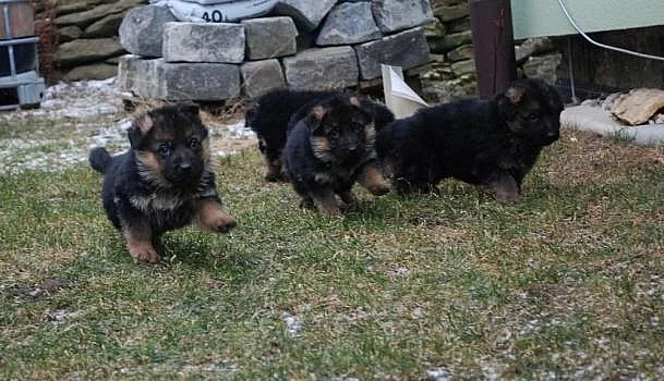 Německý ovčák na prodej s PP