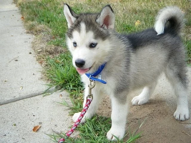 Sibírsky hasky na predaj s PP