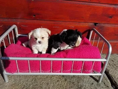 Čivava na prodej bez PP