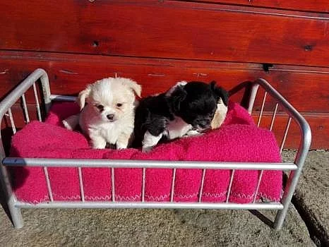 Čivava na prodej bez PP