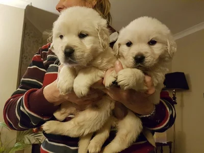 Zlatý retrívr na prodej bez PP