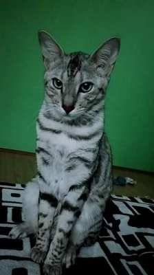 savannah silver- krizenec servala