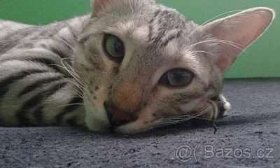 savannah silver- krizenec servala