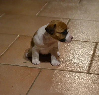 Jack Russell Terrier