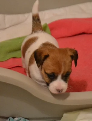 Jack Russell Terrier