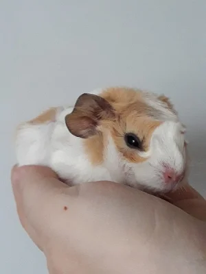 krásné rozetky