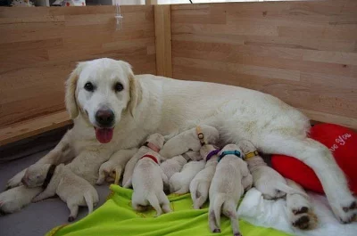 Štěňata zlatého retrívra s PP