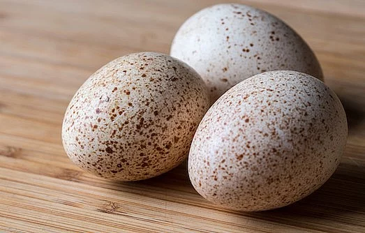 Násadová krůtí vejce