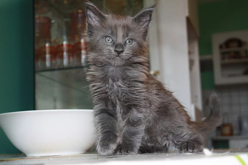 Prodám mainskou mývalí kočičku s PP