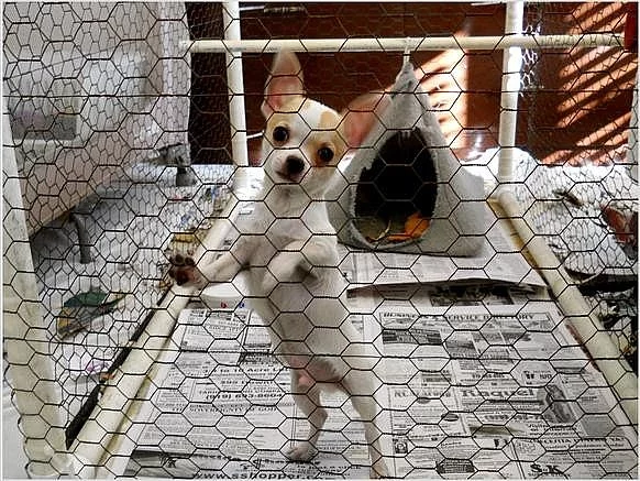 Chihuahua, AKC Muž
