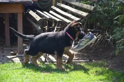 Německý ovčák - štěně s PP