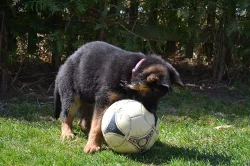 Německý ovčák - štěně s PP