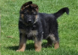 Německý ovčák - štěně s PP