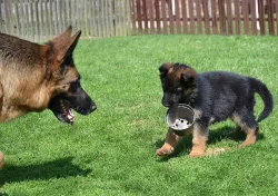 Německý ovčák - štěně s PP