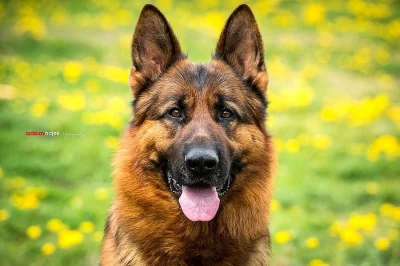 Německý ovčák - štěně s PP