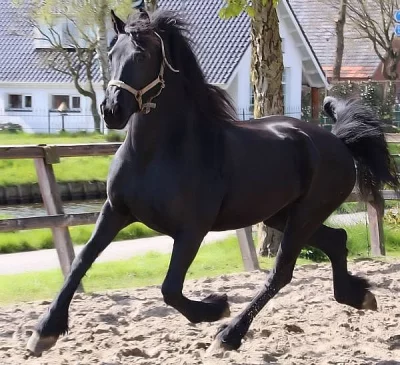 2 zdravý a dobře vyškolený frisianský kůň hledá nový domov.