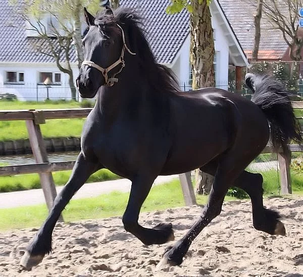 2 zdravý a dobře vyškolený frisianský kůň hledá nový domov.