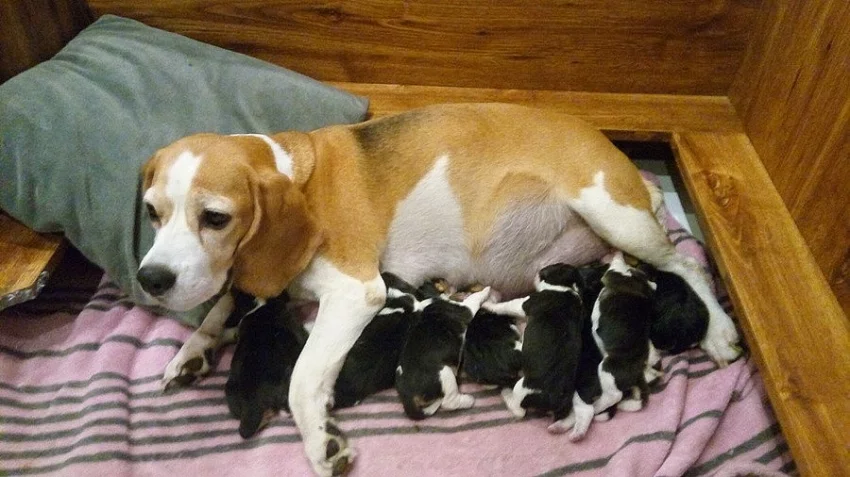 Beagle štěňátka