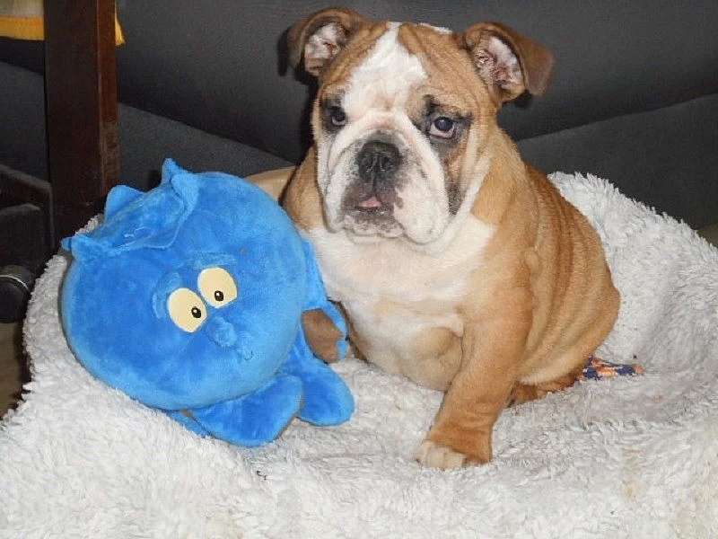 Anglický buldok - fenečka s pp