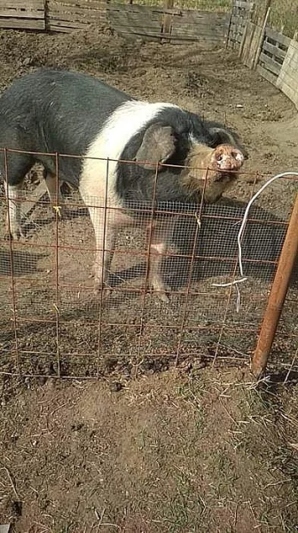 Hampshier prase na prodej