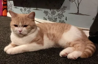 Krásná britská krátkosrstá kotě