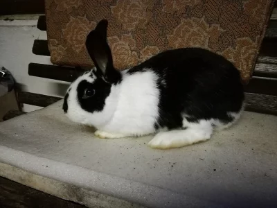 Prodám samce vhodného k chovu