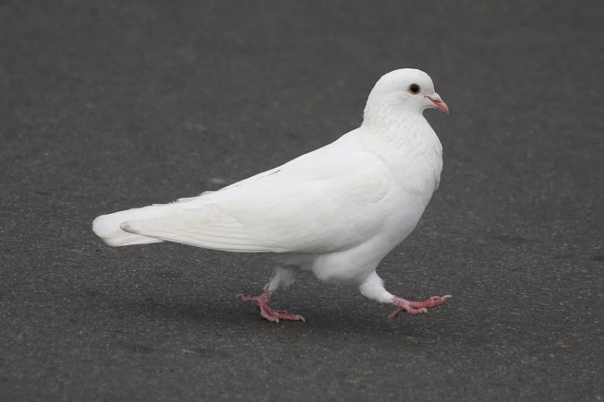 Kalifornský holub - okr. Pardubice