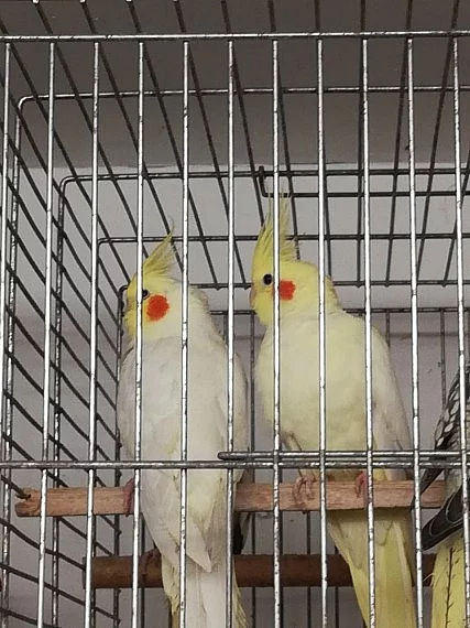 Lutino cockatiel