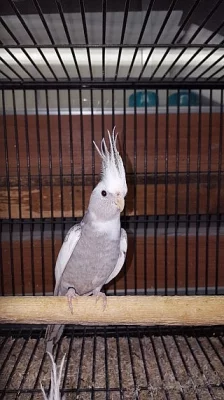 Krásné kočky připravené pro nové domy.