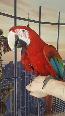 Krásný muž šarlatový