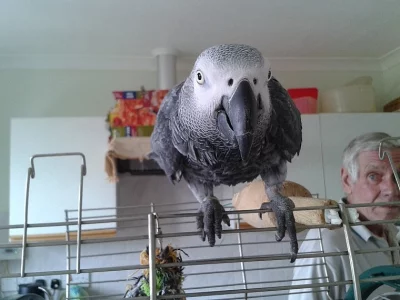Africký šedý papoušek - Hampshire