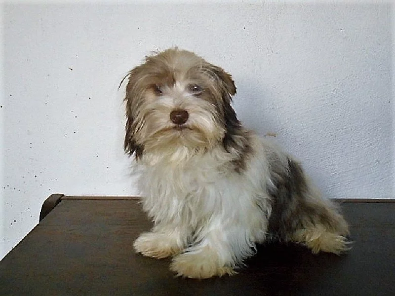 Jorkšírský terier /biro/ - pejsek bez pp