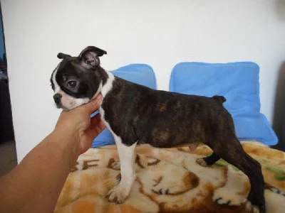 Bostonský terier - štěňátka s pp