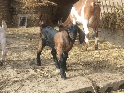 Anglonubijské kozy