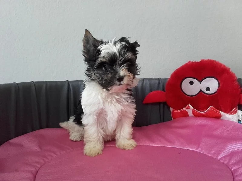 Prodám štěnata Biewra s PP