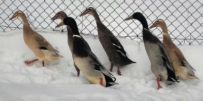 Vajíčka INDICKÝCH BĚŽCŮ