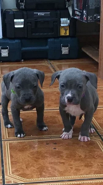 Stafordšírský bulteriér s PP,