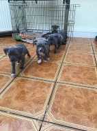 Stafordšírský bulteriér s PP,