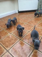 Stafordšírský bulteriér s PP,