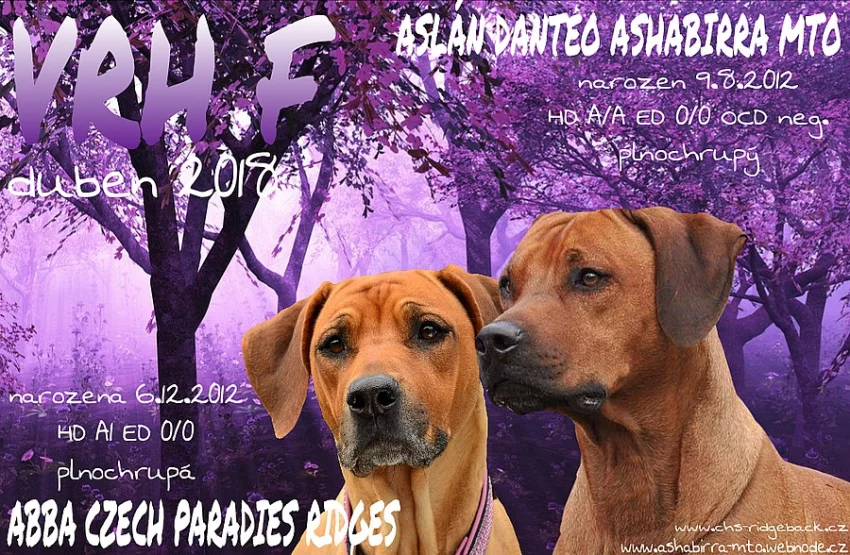 Rhodéský ridgeback