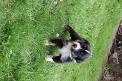 Nabízím štěňata appenzellského salašnického psa