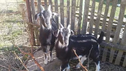 Dva anglonubijští kozlíci - i jednotlivě