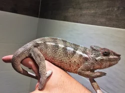 Chameleon Pardali Tamatave - samecek