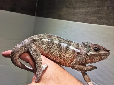 Chameleon Pardali Tamatave - samecek