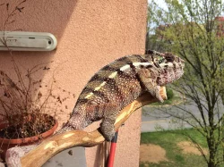 Chameleon Pardali Tamatave - samecek